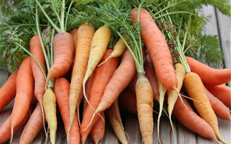 oh ! encore des carottes